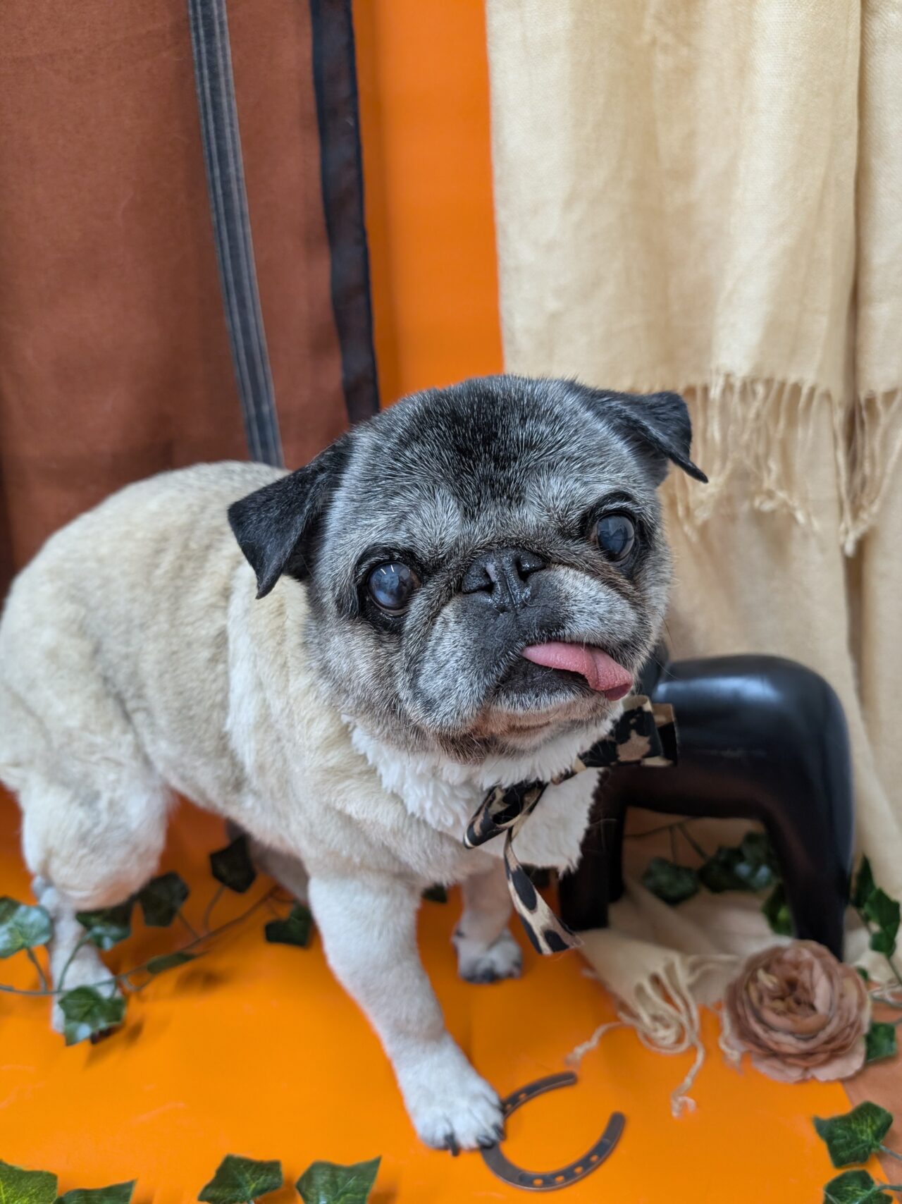 1月9日(金)本日トリミングしたワンちゃん達｜八千代緑が丘 エム動物